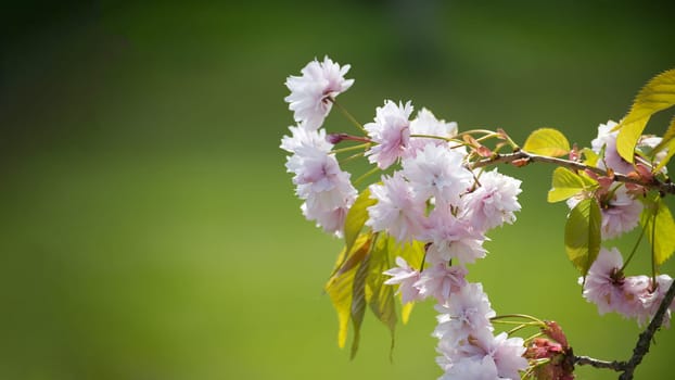 Branch of sakura blossoms hosts a variety of pink flowers in different stages of bloom - some blossoms are fully opened, while a few remain just on the brink of opening
