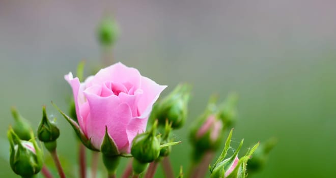 Soft pink rose Bonica with buds in the garden. Perfect for background of greeting cards