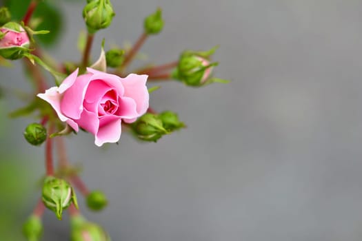 Soft pink rose Bonica with buds in the garden. Perfect for background of greeting cards