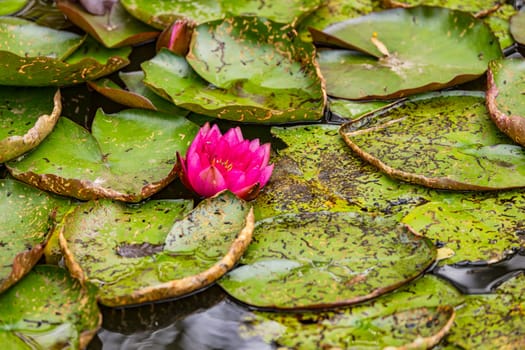 A colorful purple water lily flower with large green leaves on a garden pond with water