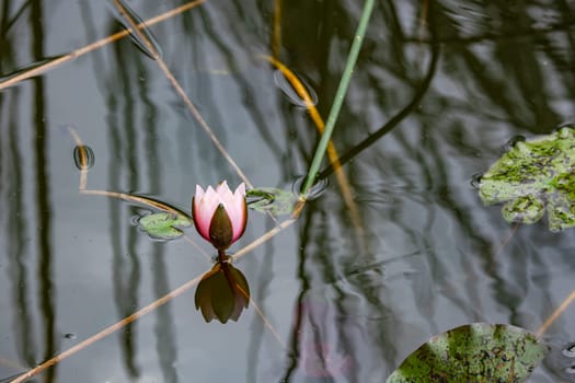 A lone bright pink flower of a water lily in the dark water of a pond in the garden in the park