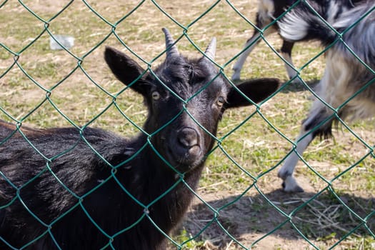 One black goat behind the fence on the farm