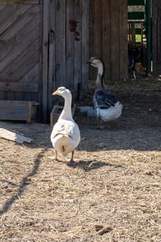 Geese in the yard on the farm close up
