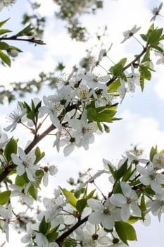 White bright cherry blossoms on a branch close up