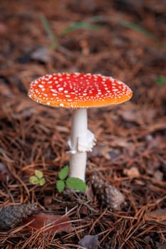 Inedible, poisonous mushroom is a red fly agaric. Beautiful forest background with a red mushroom close-up.