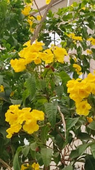 Yellow flowers green nature garden . High quality photo