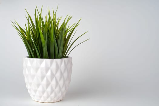 Decorative grass tree planted white ceramic pot isolated on white background.