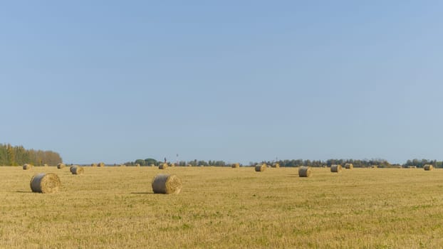 Bales of hay on a farm with summer blue sky background.