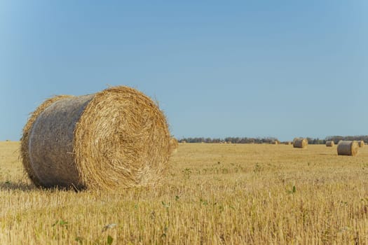 Bales of hay on a farm with summer blue sky background.