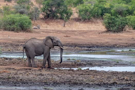 elephant while drinking at the pool in kruger park south africa