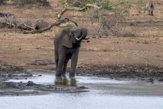 African elephant in the Kruger National Park, South Africa portrait at the pond