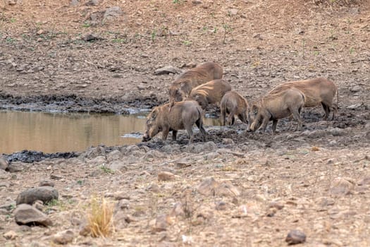 warthog at drinking pool in kruger park south africa close up