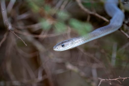 deadly Black mamba snake south africa close up portrait