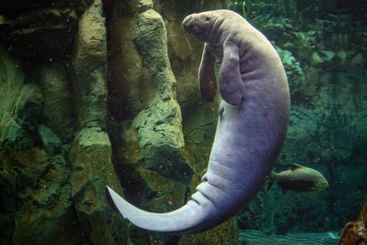 Manatee underwater close up detail