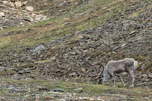 wild reindeer in Svalbard island