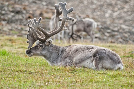 wild reindeer in Svalbard island