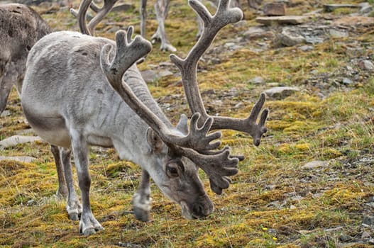 wild reindeer in Svalbard island