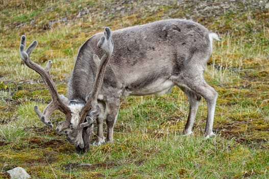 wild reindeer in Svalbard island