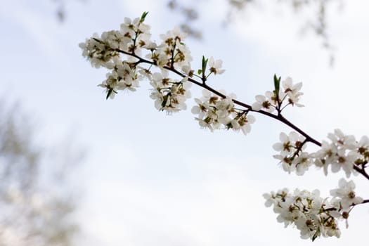 sakura flowers, dreamy romantic image spring.