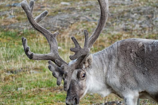 wild reindeer in Svalbard island