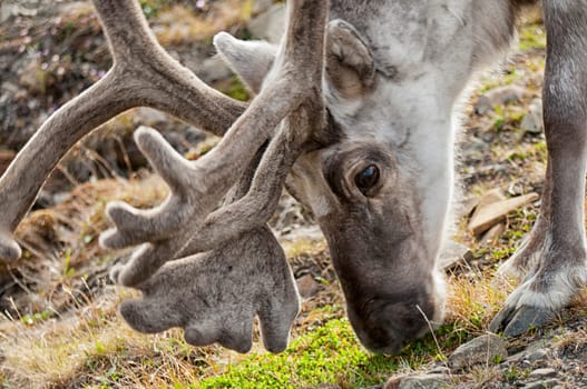 wild reindeer in Svalbard island