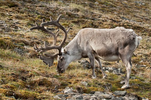 wild reindeer in Svalbard island