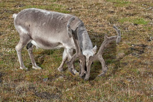 wild reindeer in Svalbard island