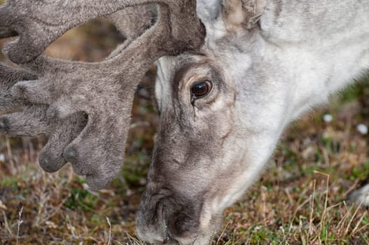 wild reindeer in Svalbard island