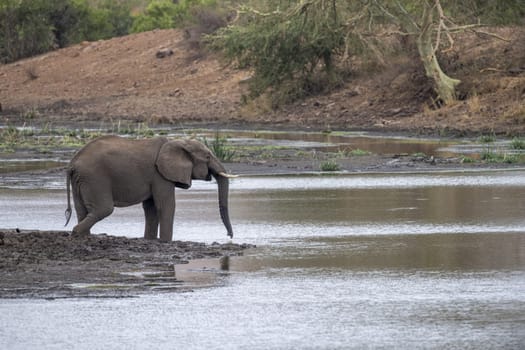 African elephant in the Kruger National Park, South Africa portrait at the pond