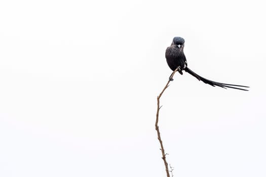 Corvinella melanoleuca Longtailed Shrike bird in kruger park south africa