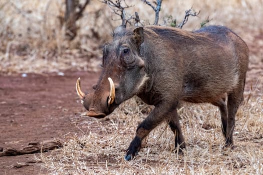 warthog at drinking pool in kruger park south africa close up