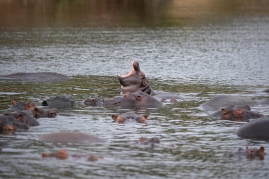 An Hippo portrait od Hippopotamus in Kruger national park South Africa Hippopotamus amphibius family of Hippopotamidae