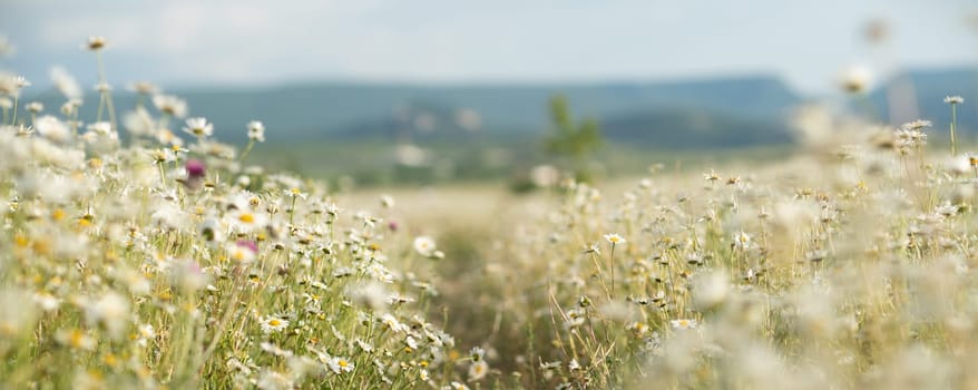 Daisy Chamomile background. Beautiful nature scene with blooming chamomilles in sun flare. Sunny day. Summer flowers