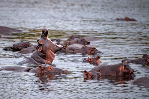 hippos fighting in kruger park south africa pool