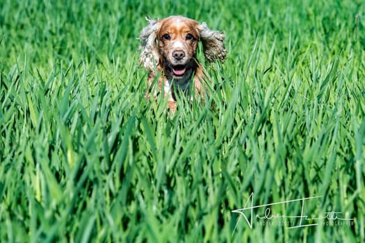 Happy young english cocker spaniel while playing in the grass field