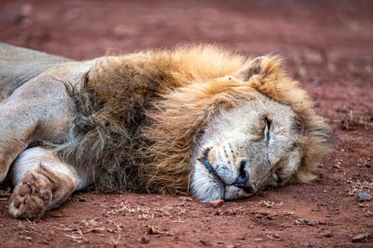 male lion in kruger park south africa close up