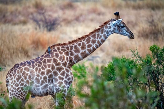 giraffe in kruger park south africa eating