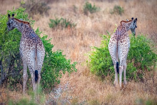 giraffe in kruger park south africa eating