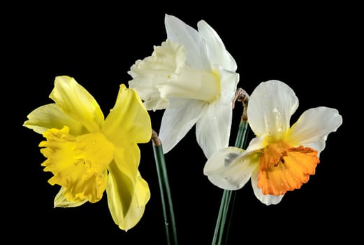 Beautiful blooming White and yellow narcissus flowers isolated on a black background. Flower head close-up.