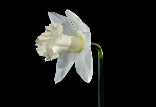 Beautiful blooming white narcissus flower isolated on a black background. Flower head close-up.