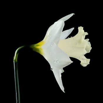 Beautiful blooming white narcissus flower isolated on a black background. Flower head close-up.