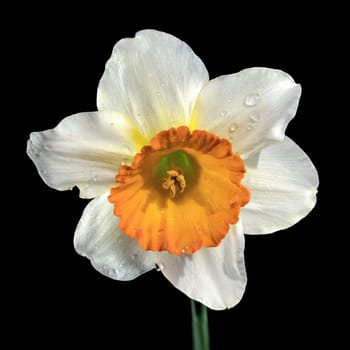 Beautiful blooming White and yellow narcissus flower isolated on a black background. Flower head close-up.