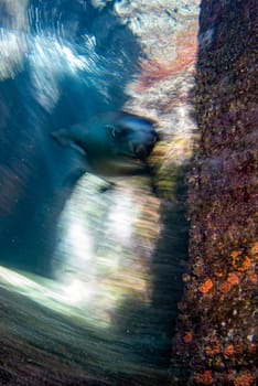 sea lion seal coming to you underwater