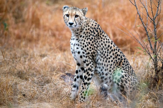 cheetah wounded in kruger park south africa close up