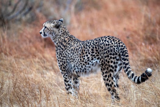 cheetah wounded in kruger park south africa close up