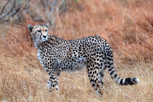 cheetah wounded in kruger park south africa close up