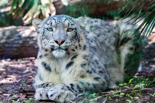 snow leopard close up portrait while looking at you