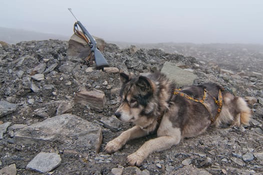 Husky dog with hunting rifle on foggy day in Svalbard Spitzbergen islands