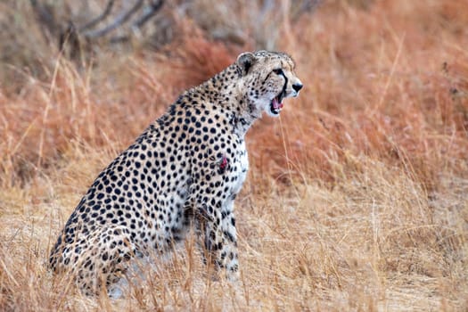 cheetah wounded in kruger park south africa close up