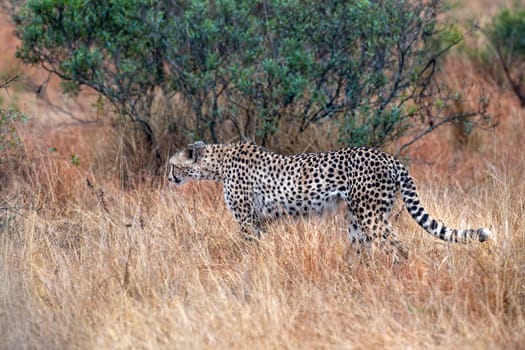 cheetah wounded in kruger park south africa close up